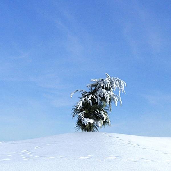 درخت کاج زمستان